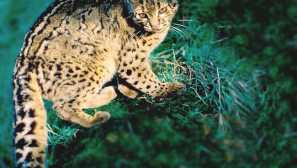 Мраморна котка