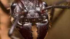 Анти-куршум