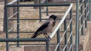 Ядосаните врани крадат от минувачката храна