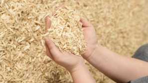 Народни средства от колорадо beetle най-популярните и ефективни методи за борба