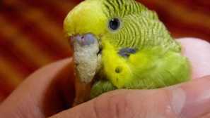 Растеж близо до клюна от папагалите: причините за външния вид, лечението