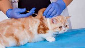 Цел и предимства на vitafel за котки