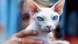 Имена на най-популярните котешки породи и техните снимки