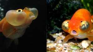 Небесни oko или starvate: описание, снимка