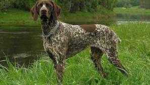 Немски куржар. Описание на породите кучета