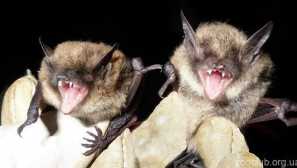 Нощен бранд