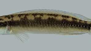 Нов изглед към pike-cichlid от рио шингер.