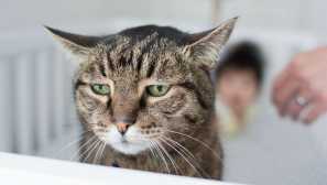 Е, изнудване: как се управляват котките