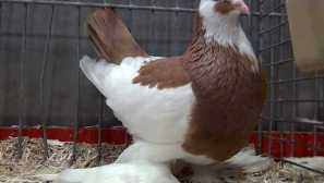 За благодарните гълъби