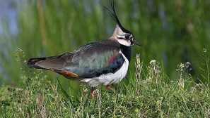 За птичи чиби