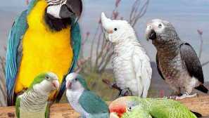 За видовете и скалите на папагалите