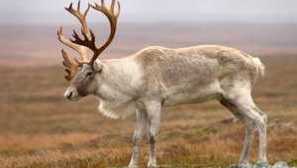 Местообитание или карибу