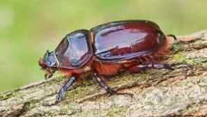 Lifestyle beetle. Какво яде носорозите?