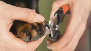 Подрязване на нокти в куче