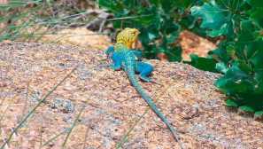 Обикновена агама