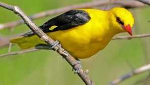 Обикновена ориол: описание със снимки, възпроизвеждане и хранене на птици