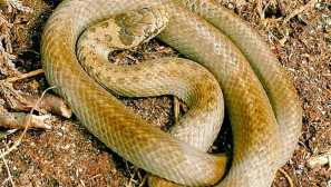 Обикновен среден