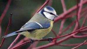 Обикновена птица синяца ладагегуста: описание