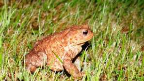 Обикновен сив жаба, или крава