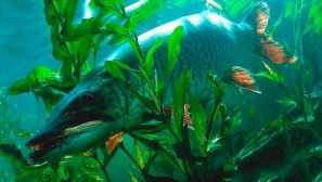 Обикновен щука