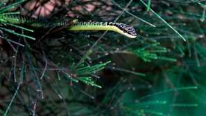 Обикновена украсена змия