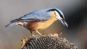 Обикновена рампа: какъв вид птици