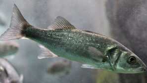 Обикновен лавак. (Или европейски бас)