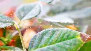 Обикновен уеб тик