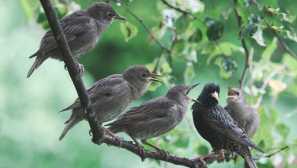 Обикновен skwort