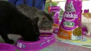 Преглед на сухата храна на whiskas - ревюта, анализ на състава