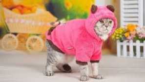 Котки дрехи: материали и пръчки за производство със собствените си ръце