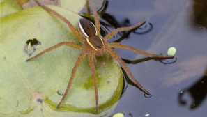 Хънтър райета