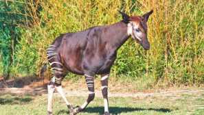 Окола джонстън