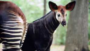 Okapi