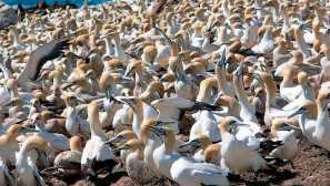 Олаша север