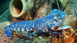 Омар европейски