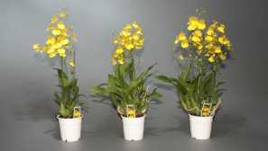 Oncidium: грижи и култивиране у дома