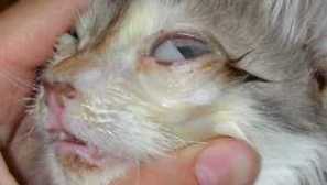 Описание на очните заболявания при котки, симптоми, лечение и снимки