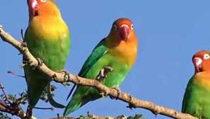 Описание на папагалите на любовта