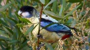 Описание папагали розелала