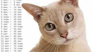 Определят говедата на котката чрез човешки стандарти, използвайки таблицата