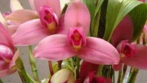 Орхидея на ликеста