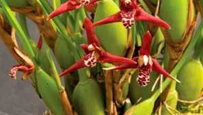 Максиларна орхидея