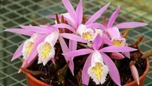 Orchid pleione