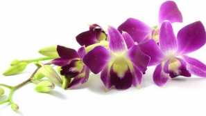 Орхидея