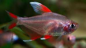 Ornaatus: съдържание, описание, възпроизвеждане, съвместимост, снимка