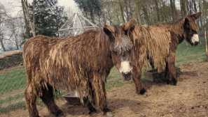 Магаре пота