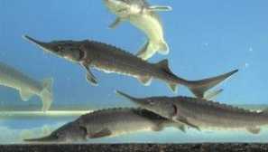 Стаи видове риба: описание и снимка