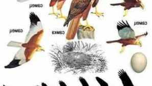 Основните разновидности на плячката