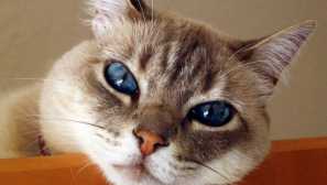 Основните симптоми и методи за лечение на алергии при котки